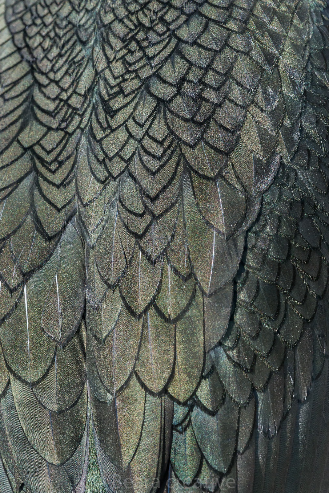 Close up detail of shag plumage