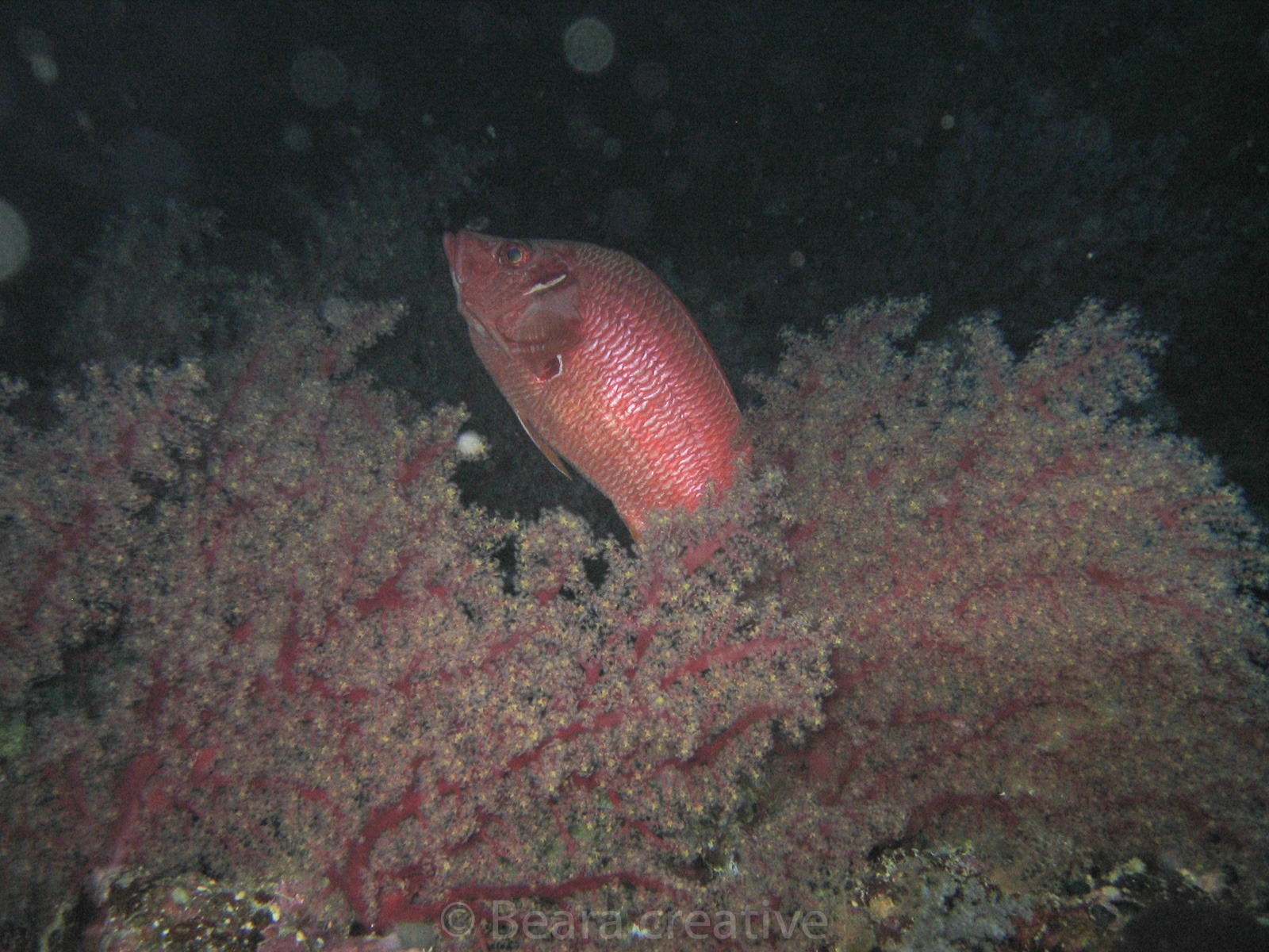 Longjawed squirrelfish 516