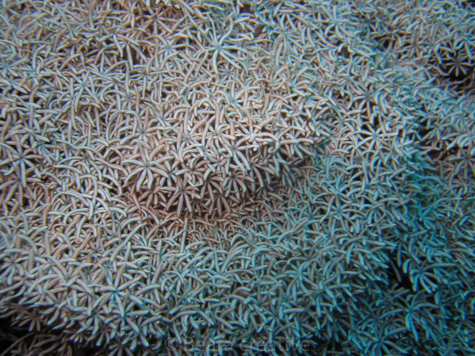 Organpipe coral 588