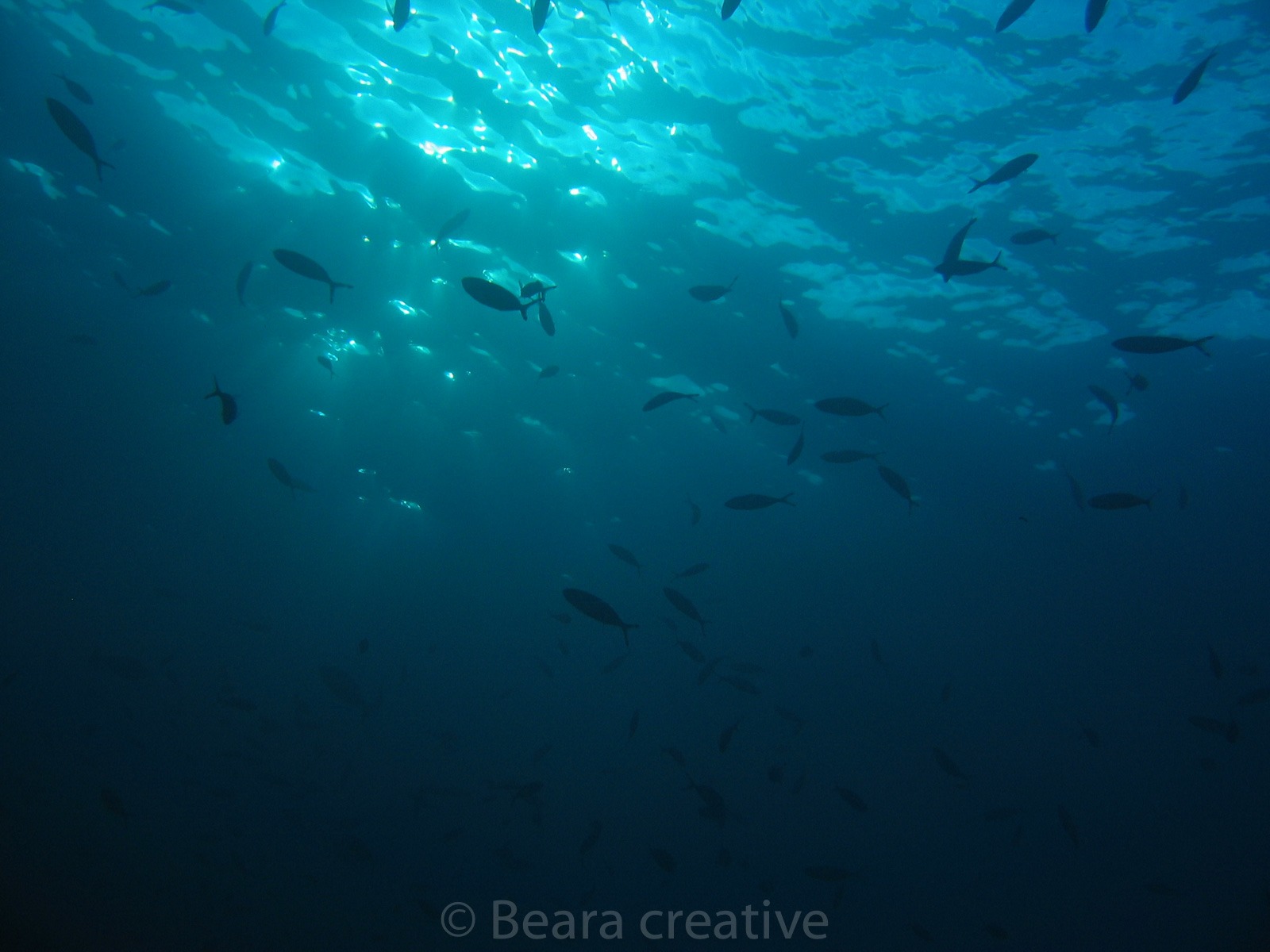 Sun rays underwater 637