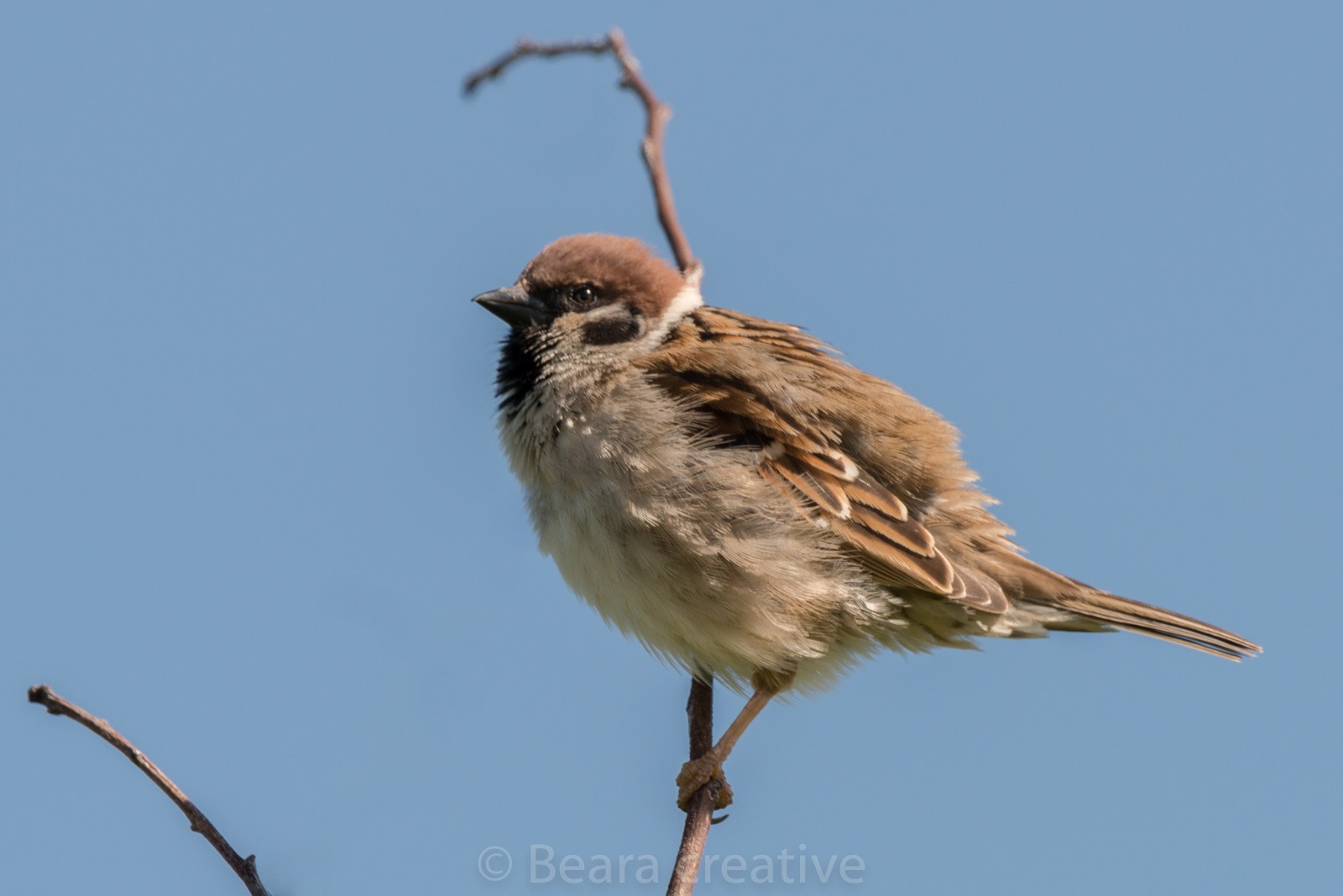 Tree Sparrow at Bempton Cliffs.