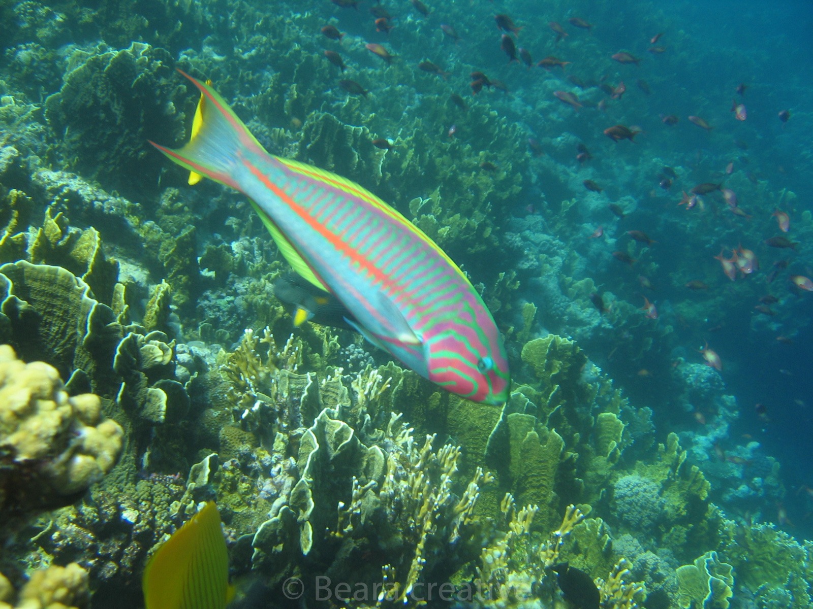 Klunzingers wrasse 626