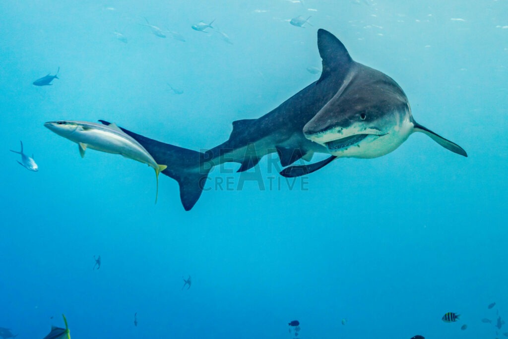 Tiger shark turning towards fish with mouth open