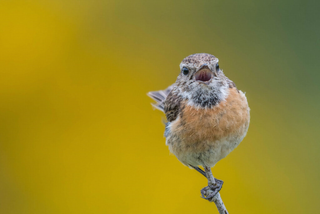 Isolated bird calling
