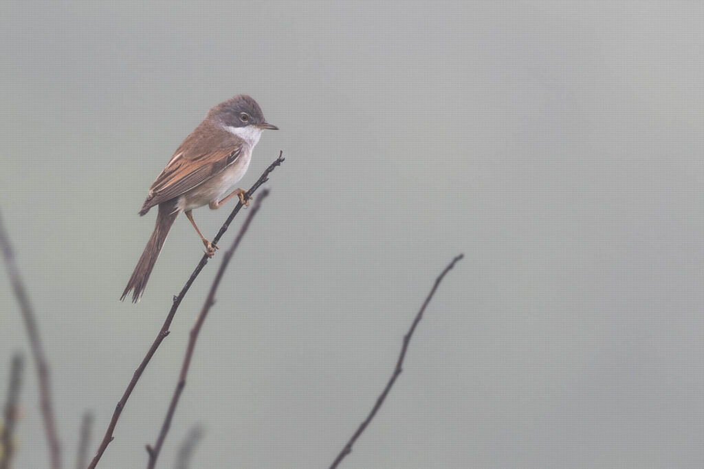 Bird in mist