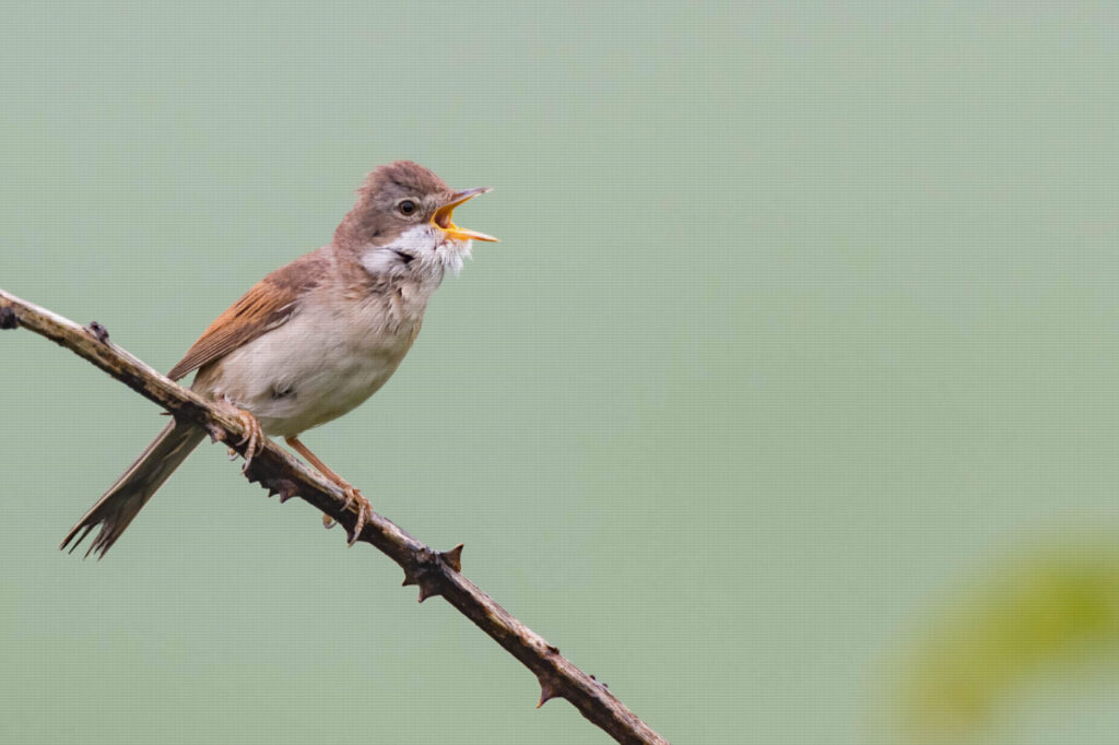 Whitethroat calling