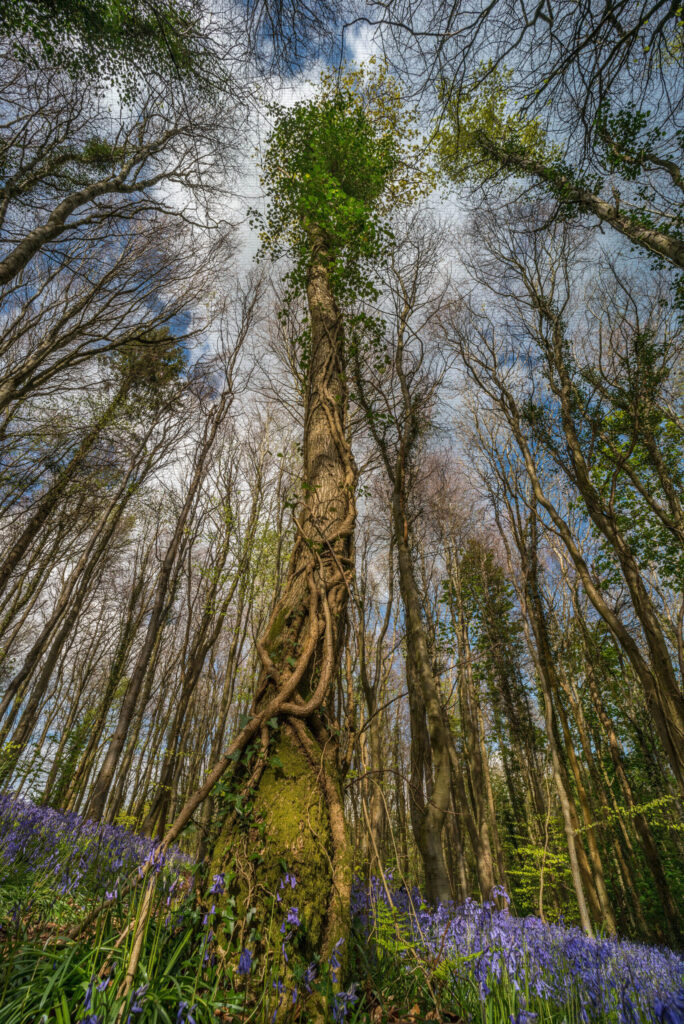 Bluebell tree canopy