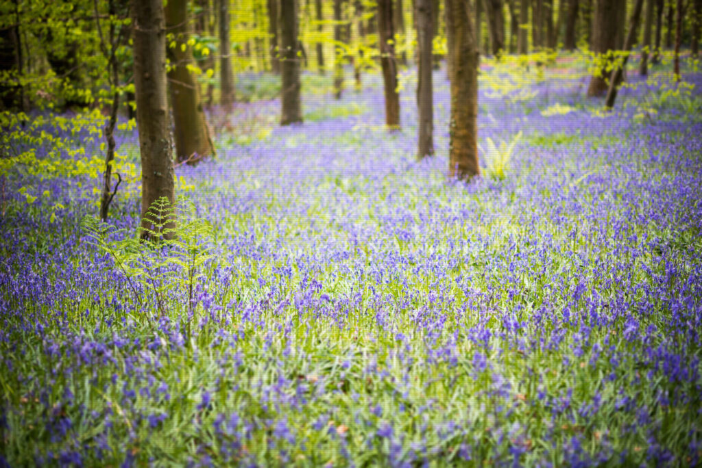 Bluebell woods springtime
