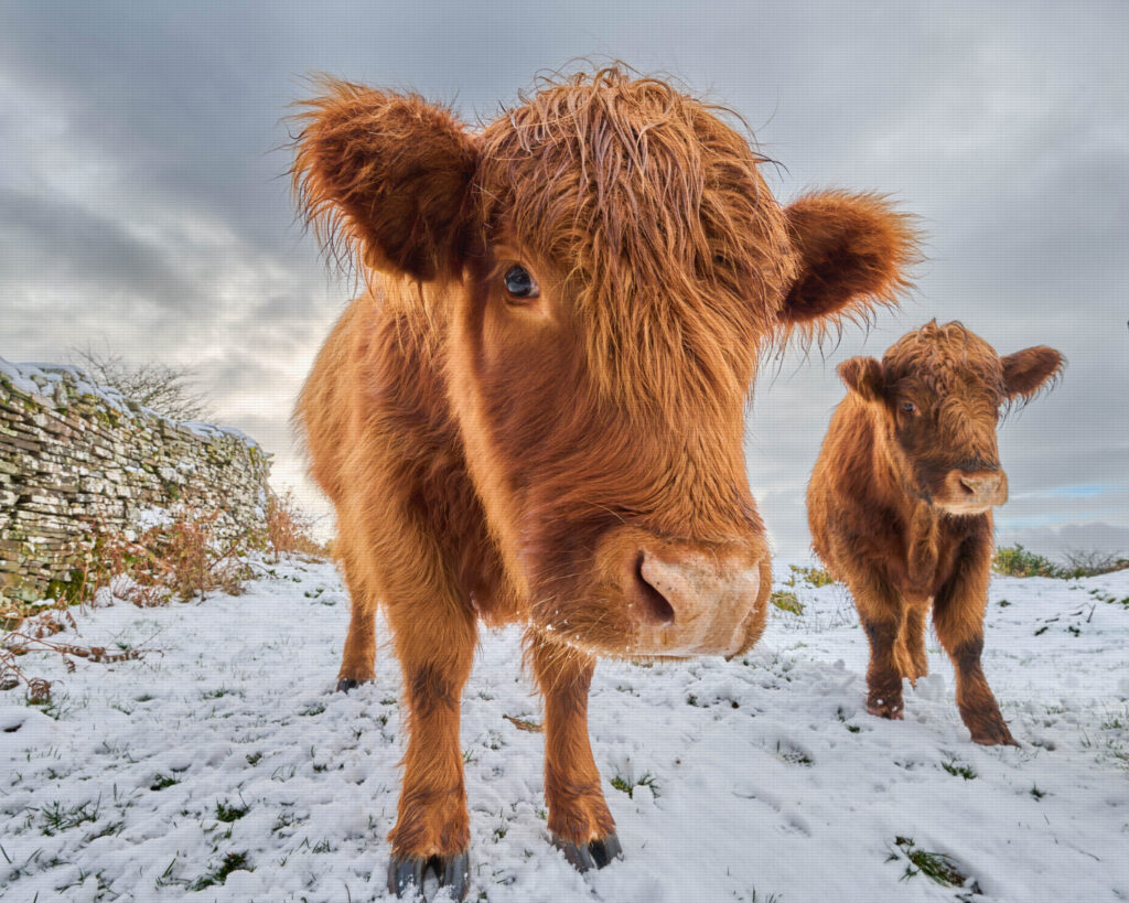 Two highland cows in snow - Brecon Beacons National Park