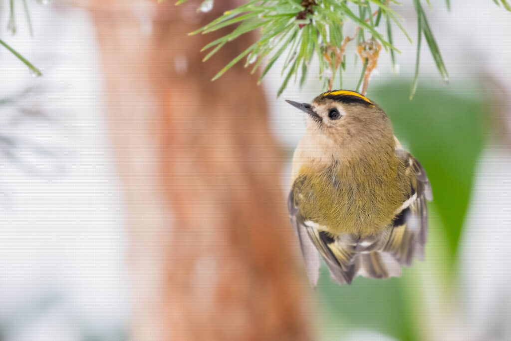 Goldcrest clinging on pine tree