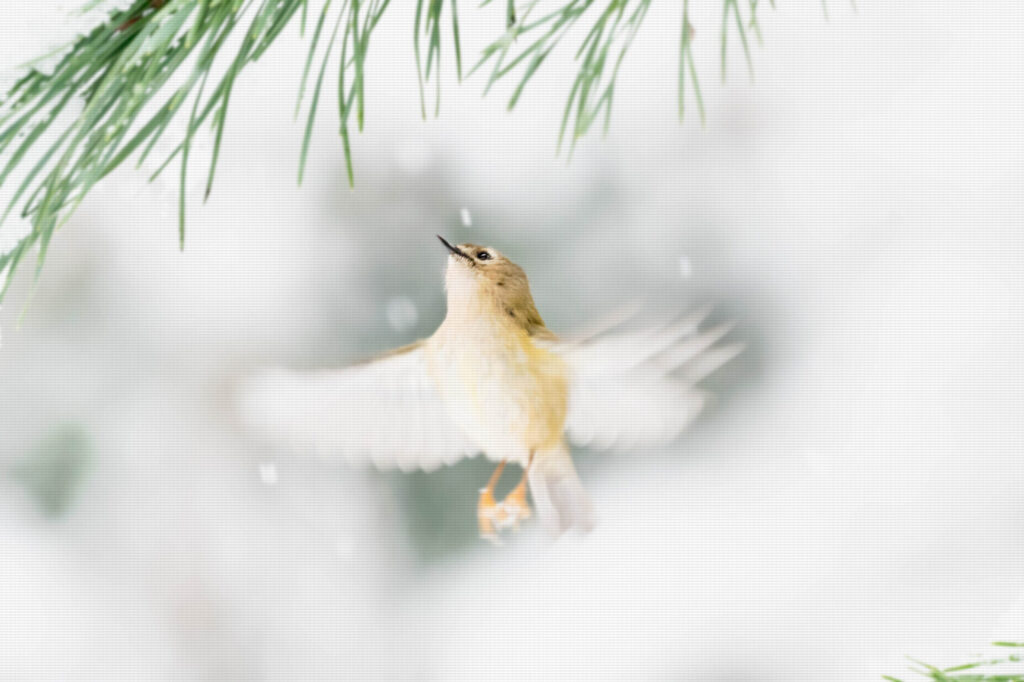 Goldcrest flight winter scene