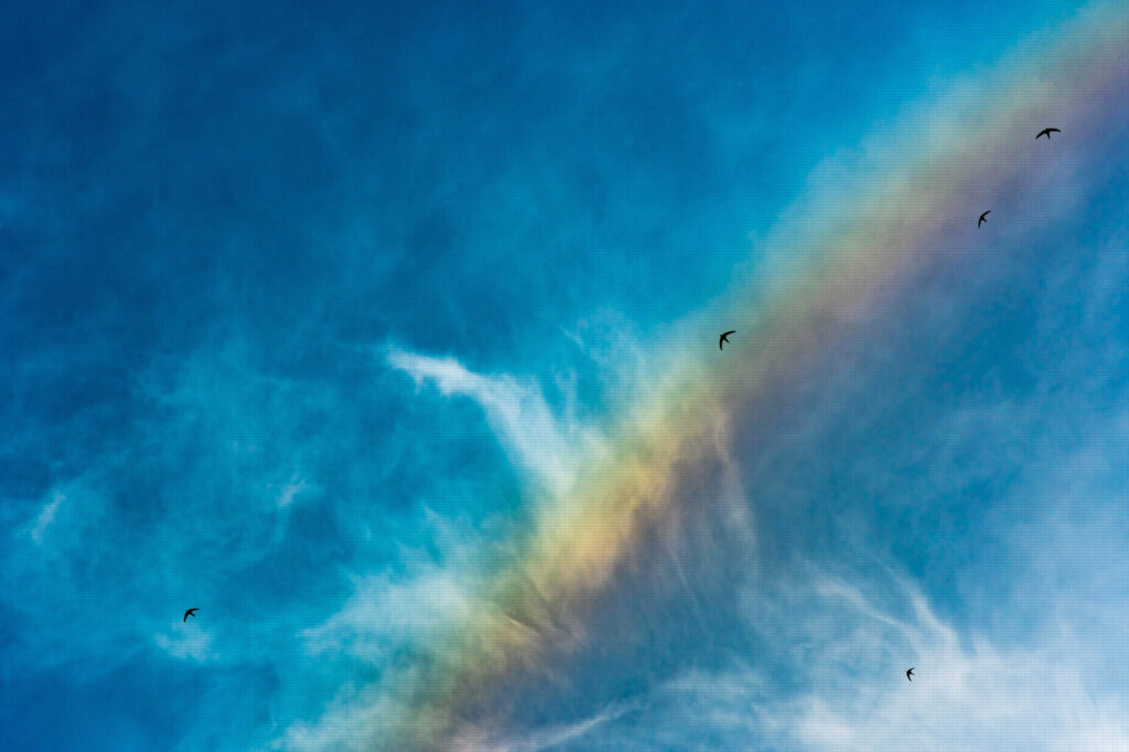 Swifts flying past rainbow