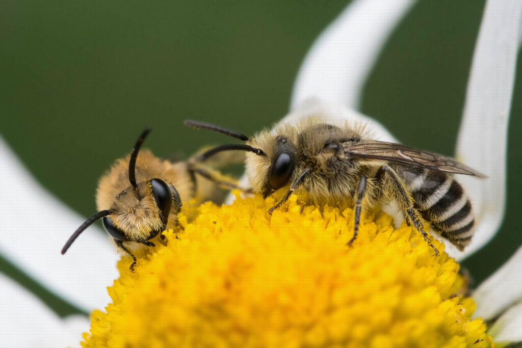 Two Colletes daviesanus plasterer bees