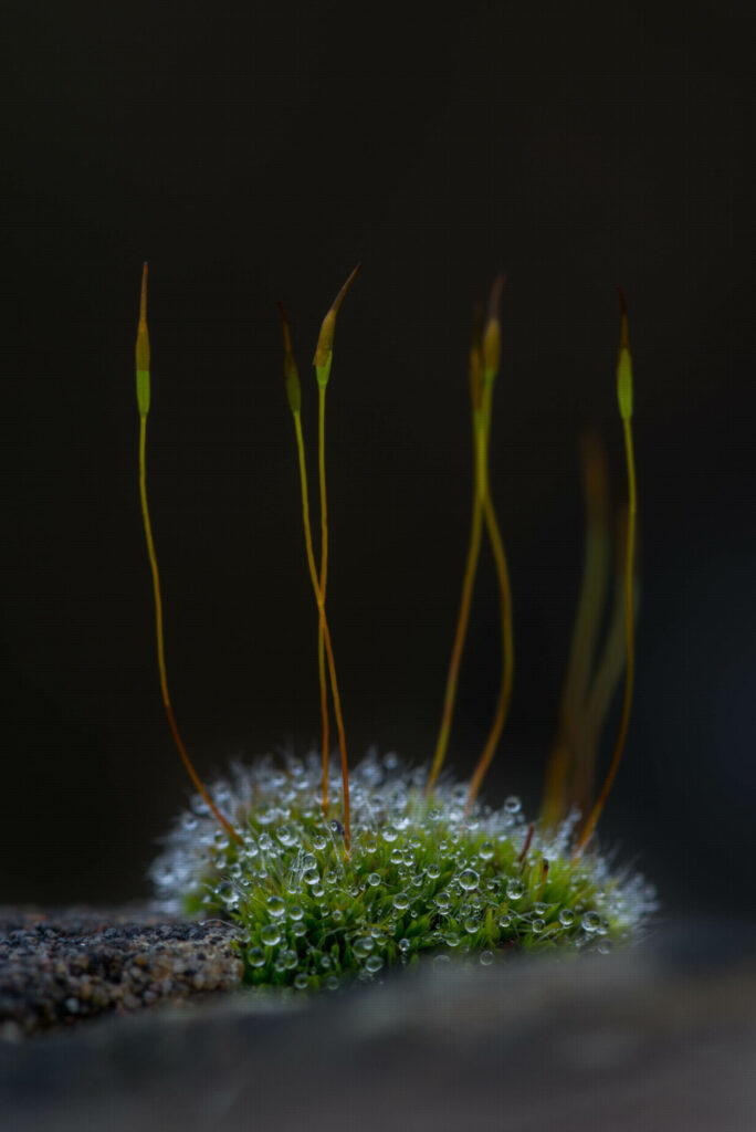Moss water droplets