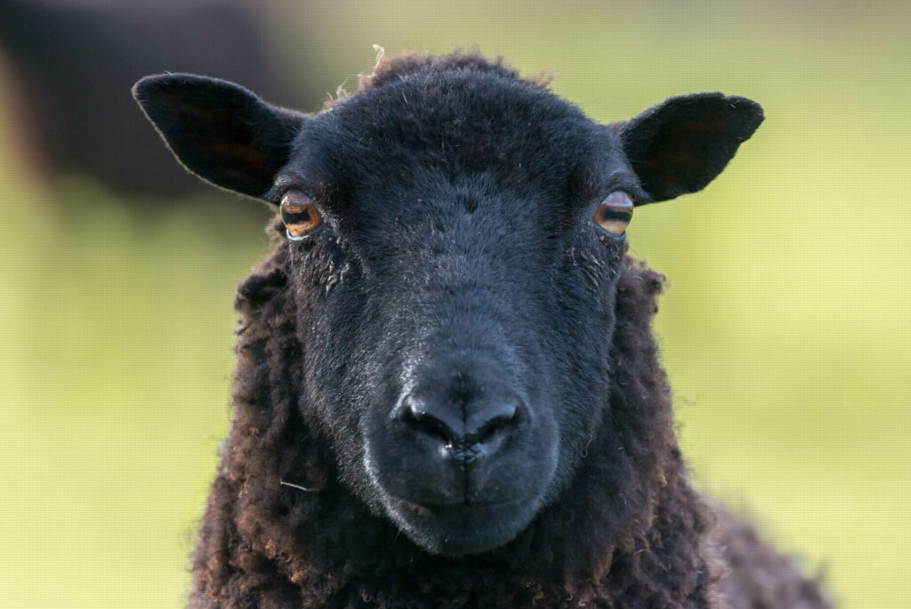 Black ewe sheep face