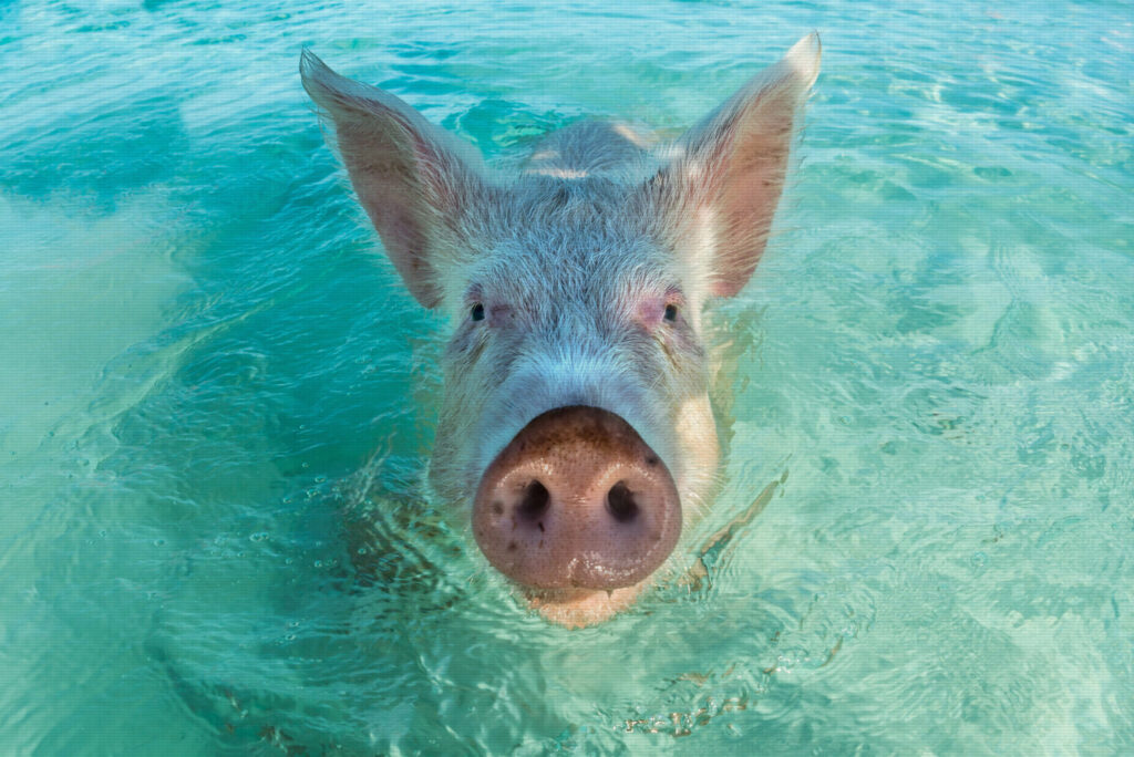 One swimming pig in the Bahamas
