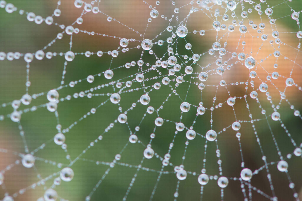 A cobweb covered in dew during heavy fog in Blorenge Woodland Trust reserve