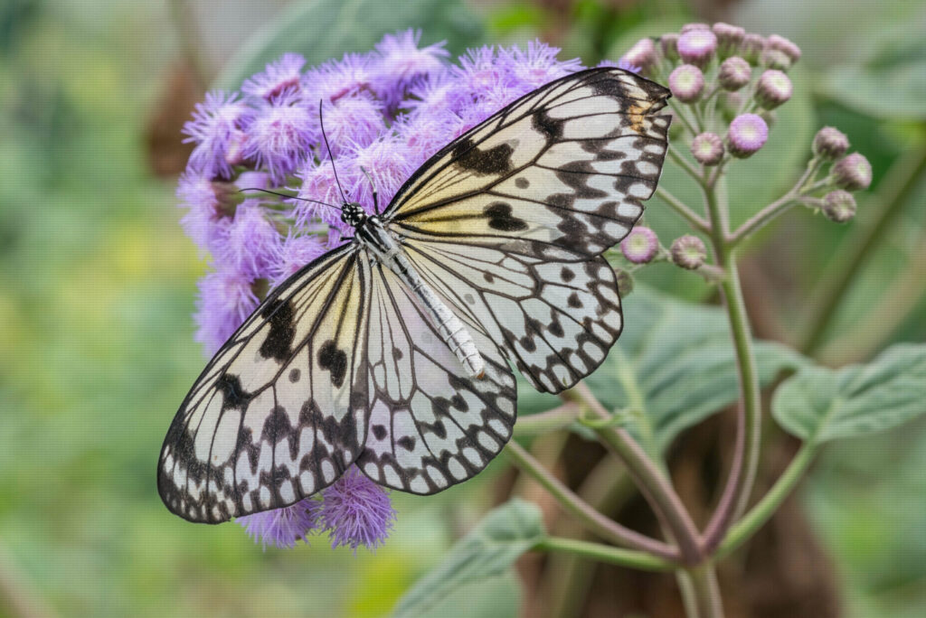 Tree nymph butterfly on flower