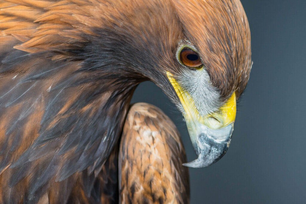 Golden Eagle profile portrait
