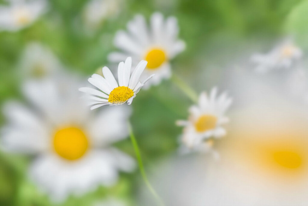 Oxeye daisy blur
