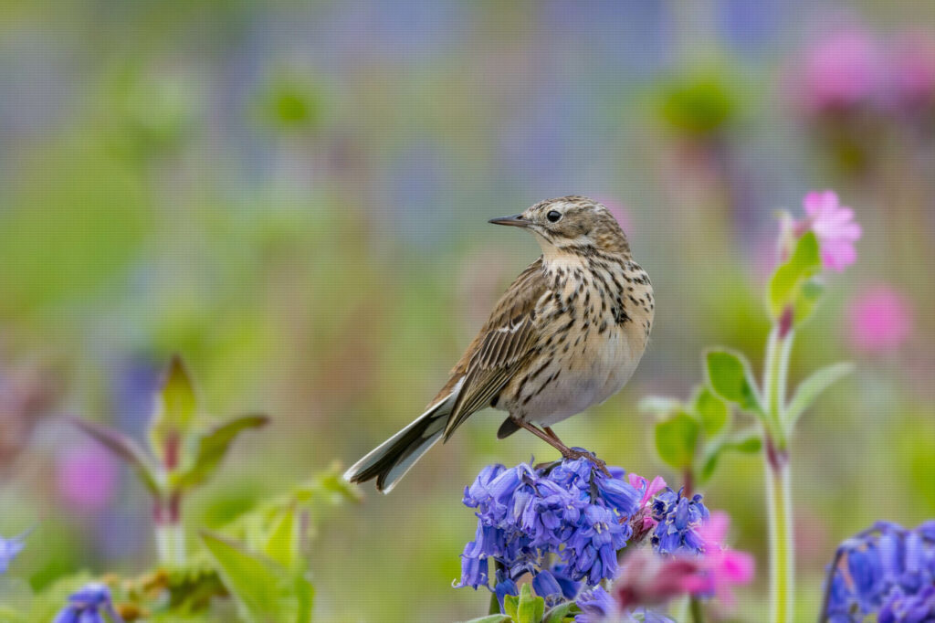 Bird in flower meadow
