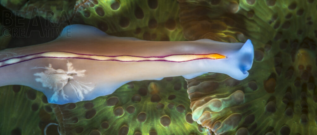 Racing Stripe Flatworm on colourful coral