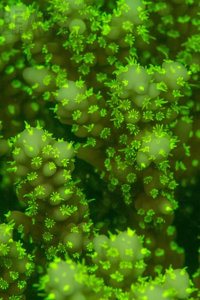 Fluorescent polyps of reef building coral
