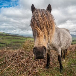 welsh-pony-hair-9980
