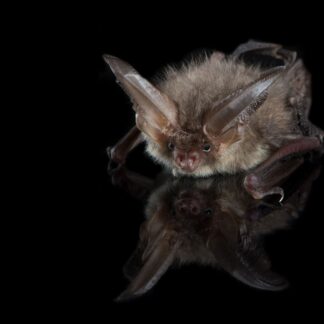 brown-long-eared-bat