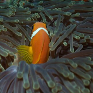 anemonefish-1148