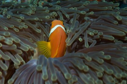 anemonefish-1148