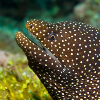 whitemouth-moray-eel-1348