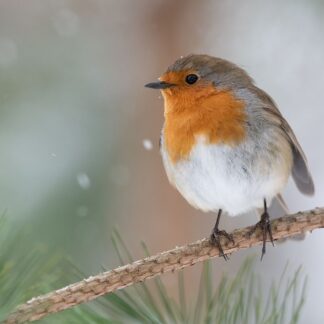 Robin in snowfall photographic print
