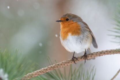 Robin in snowfall photographic print