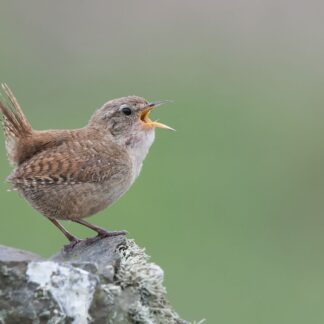Wren singing on Skomer Island