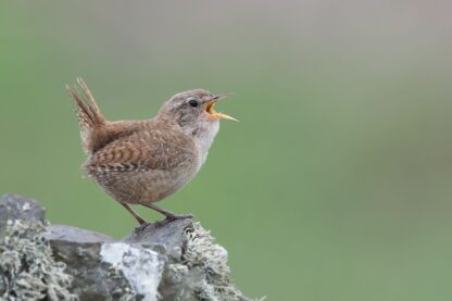 Wren singing on Skomer Island