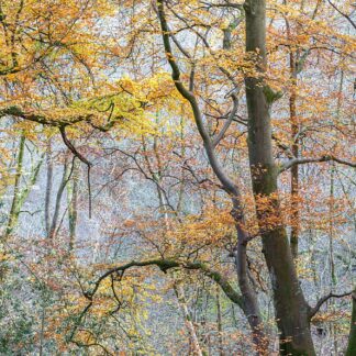 wales-woodland-panorama-0947