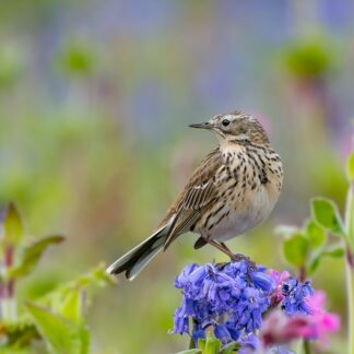 Fine art prints