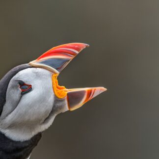 Puffin with mouth open - photographic print