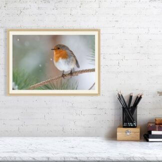 Robin in snowfall photographic print - 30cm x 42cm, 11.7inches x 16.5inches, Oak