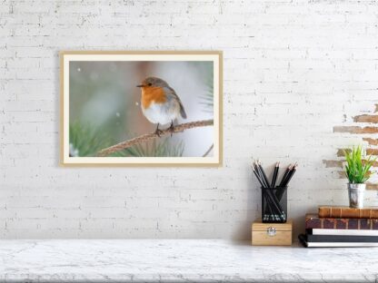 Robin in snowfall photographic print - Image 2