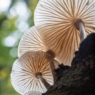 Porcelain fungus from below