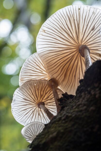 Porcelain fungus from below