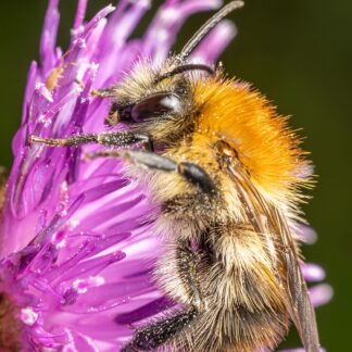 Carder bee on Knapweed