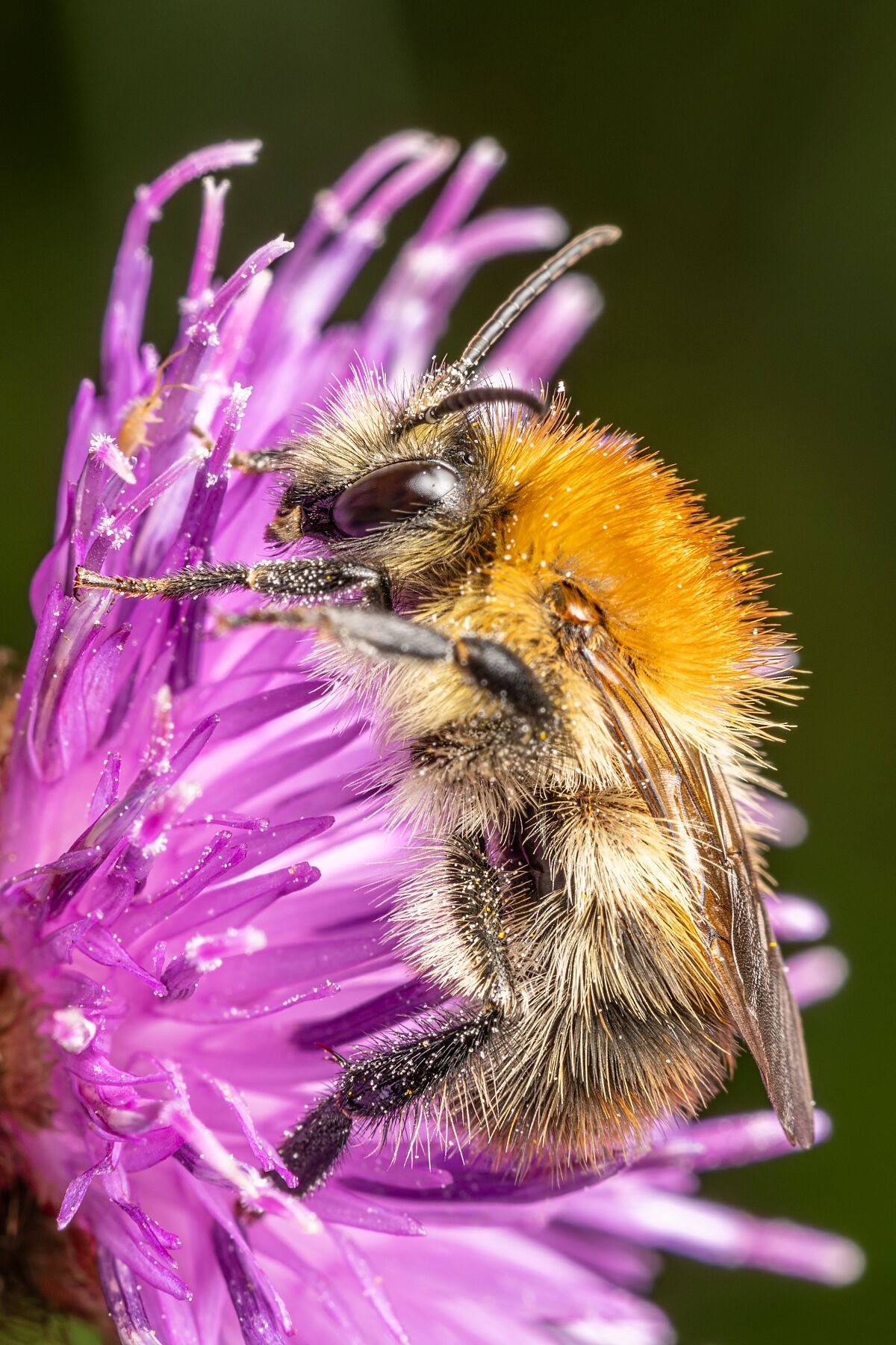 Carder bee on Knapweed