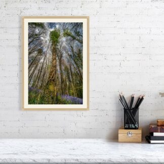 bluebell-tree-canopy-0374 - Oak