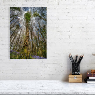 bluebell-tree-canopy-0374 - Print only