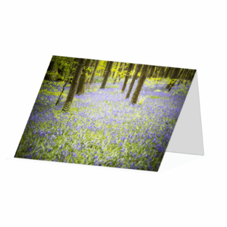 Bluebell woodland in Springtime Greetings card