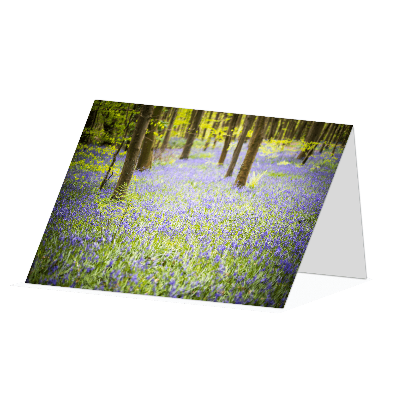 Bluebell woodland in Springtime Greetings card