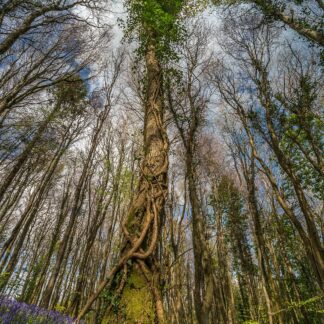bluebell-tree-canopy-0374